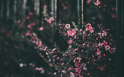 2025: A Year to Blossom