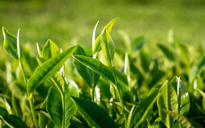 2026: Your Season of Flourish